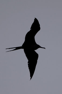 Magnificent Frigatebird