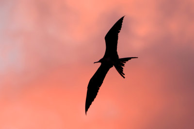 Magnificent Frigatebird at Sunset