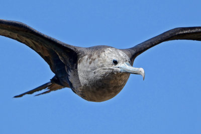 Magnificent Frigatebird