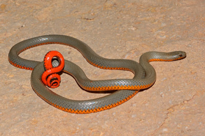 Regal Ring-necked Snake