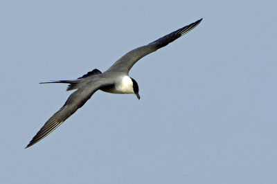 Long-tailed Jaeger