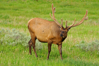 Rocky Mountain Elk