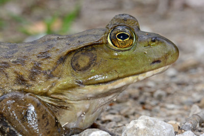 American Bullfrog