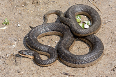 Graham's Crayfish Snake