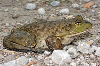 American Bullfrog