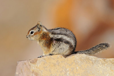 Golden-mantled Ground Squirrel