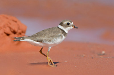 Semipalmated Plover