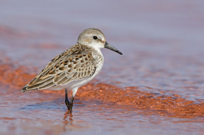 Western Sandpiper