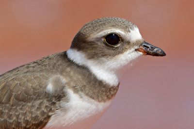 Semipalmated Plover