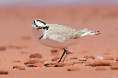 Snowy Plover