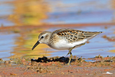 Least Sandpiper