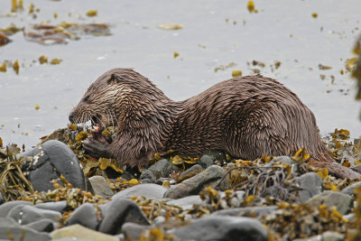 Otter