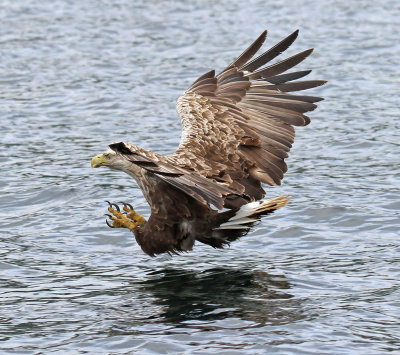White-tailed Eagle