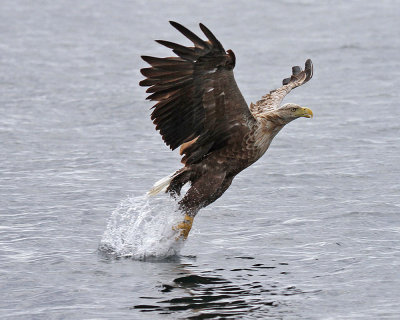 White-tailed Eagle