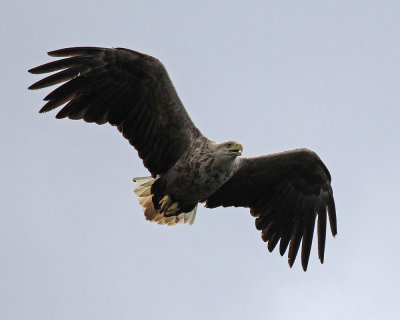 White-tailed Eagle