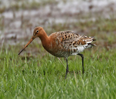 Black-tailed Godwit