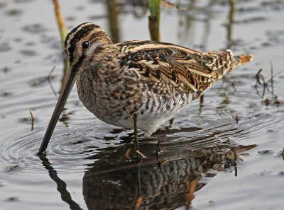 Snipe