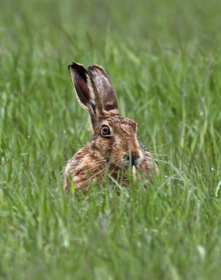 Hare