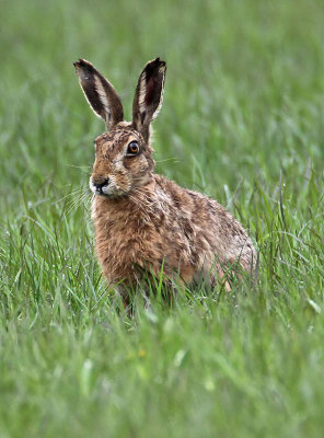 Hare