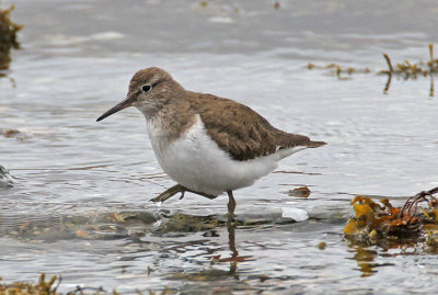 Common Sandpiper