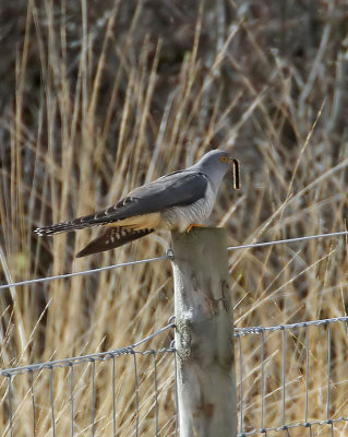 Cuckoo