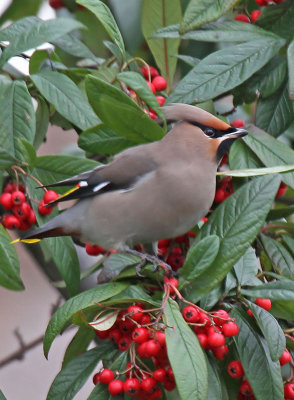 Waxwing
