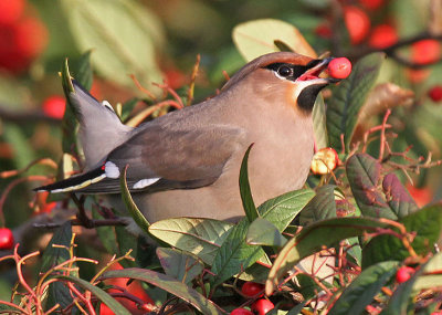 Waxwing