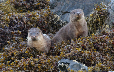 Otters