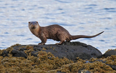 Otter