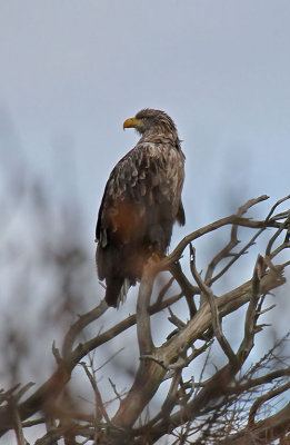 White-tailed Eagle