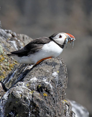 Puffin