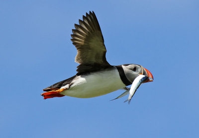 Puffin