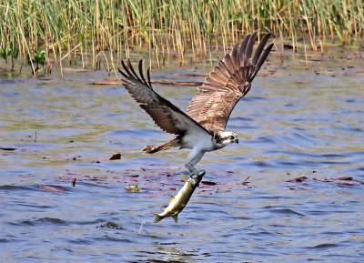 Osprey