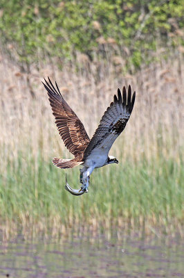 Osprey