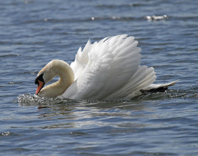 Mute Swan