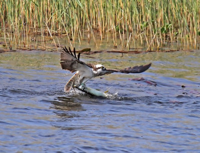 Osprey