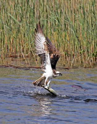 Osprey