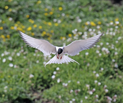 Arctic Tern
