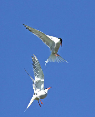 :: Common Tern ::