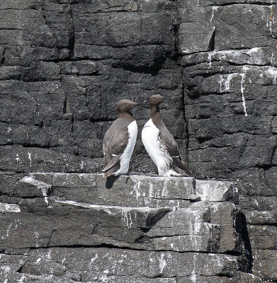 Guillemots
