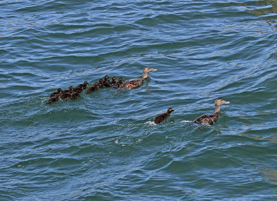 Eider