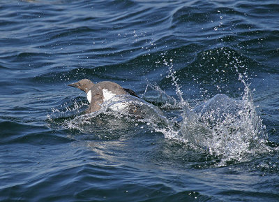 Guillemot