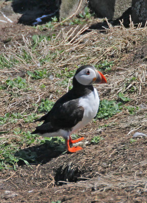 :: Puffin ::