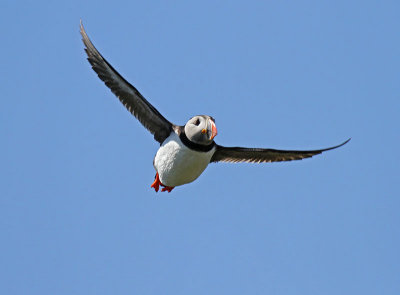 Puffin