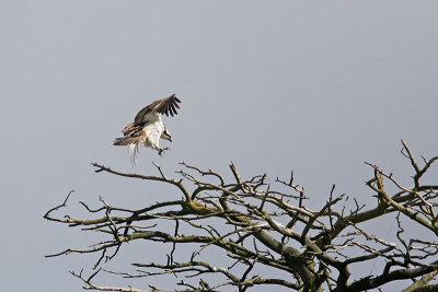 Osprey