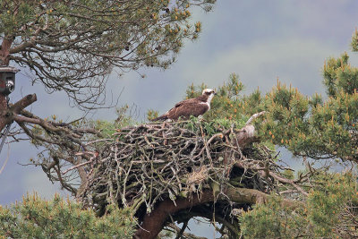 Osprey