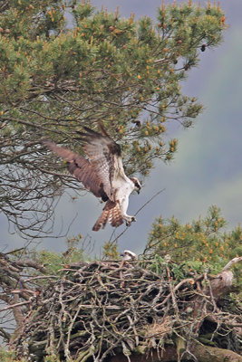 Osprey