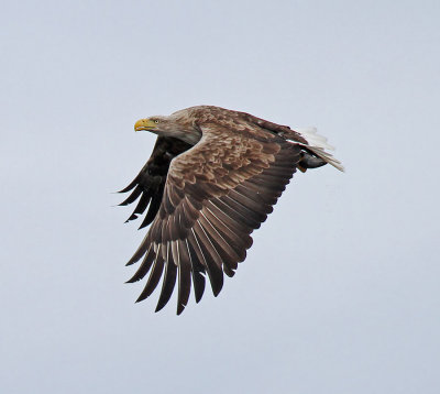 White-tailed Eagle
