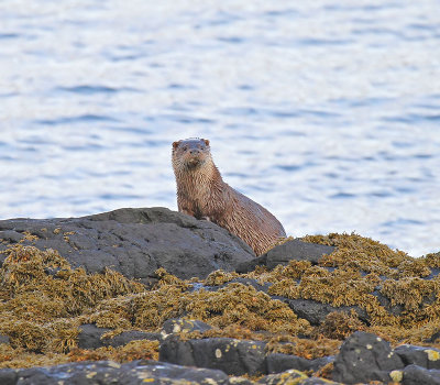 Otter