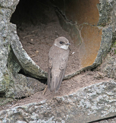 Sand Martin